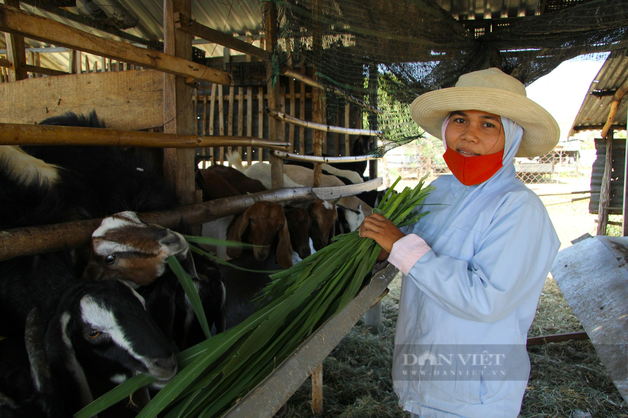 Nông dân người Chăm ở Ninh Thuận thoát nghèo nhờ vốn vay Ngân hàng chính sách - Ảnh 4.