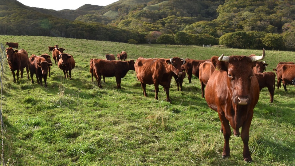 Vinamilk sẽ bán thịt bò tự nuôi từ năm 2024 - Ảnh 1.