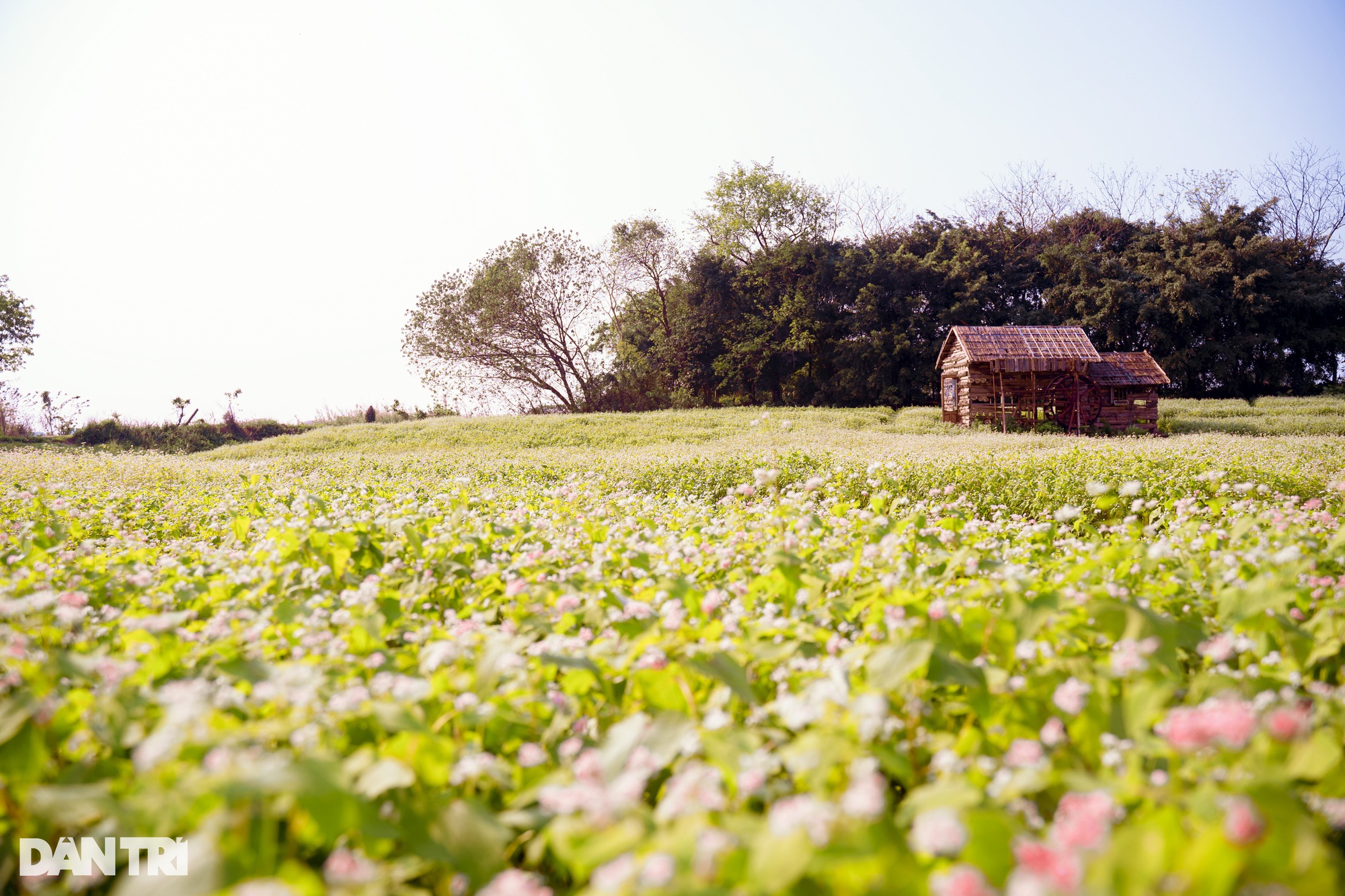 Khách đổ xô đến chụp ảnh cánh đồng hoa tam giác mạch trái mùa ở Hà Nội - Ảnh 1.