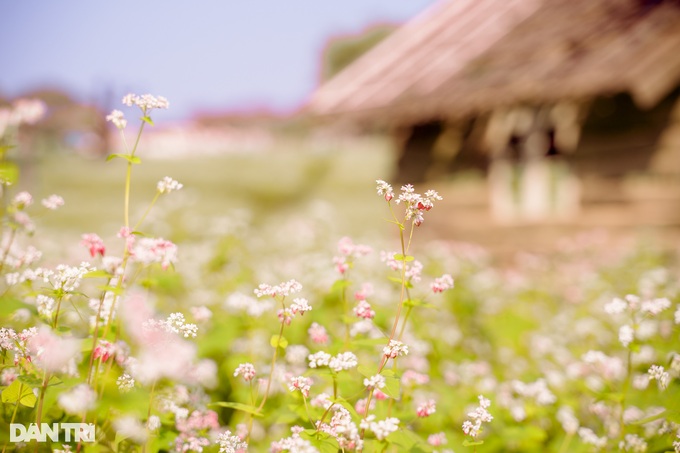 Khách đổ xô đến chụp ảnh cánh đồng hoa tam giác mạch trái mùa ở Hà Nội - Ảnh 2.