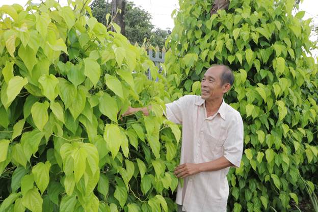 Trồng thứ cây như cây cảnh cho vui cửa vui nhà, ngờ đâu ông nông dân Bình Phước kiếm thêm bộn tiền - Ảnh 1.