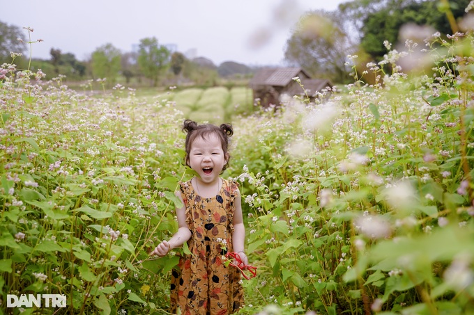 Khách đổ xô đến chụp ảnh cánh đồng hoa tam giác mạch trái mùa ở Hà Nội - Ảnh 8.