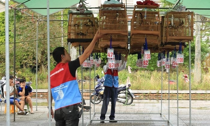 Trong 36 thứ chim, đây là thứ chim được nhiều người Hải Dương nuôi chơi cho dù khá là tốn kém - Ảnh 3.