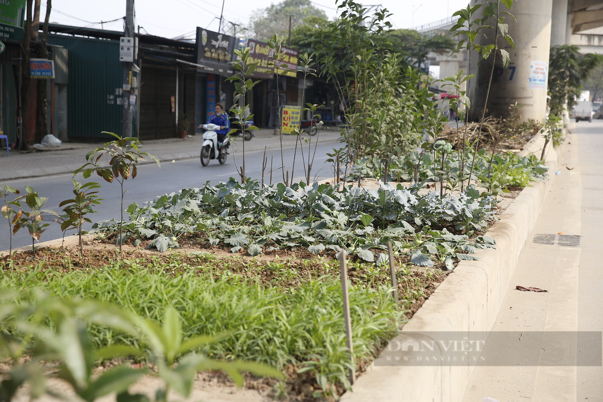 Dưới gầm tuyến đường sắt đô thị 34.532 tỷ đồng tại Hà Nội thành nơi trồng rau và tập kết rác thải - Ảnh 9.