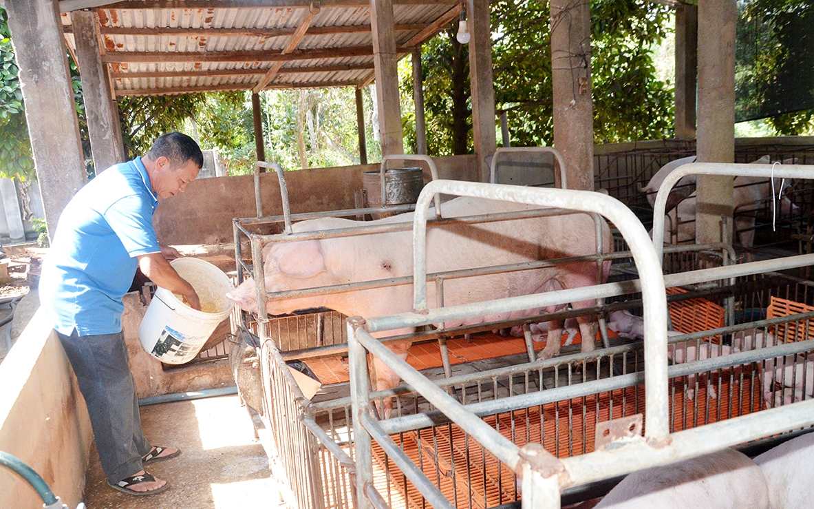 Giá heo &quot;nóng, lạnh&quot; thế nào mà hỏi chuyện, nông dân nuôi heo Bà Rịa-Vũng Tàu nói &quot;ngồi trên đống lửa&quot;?