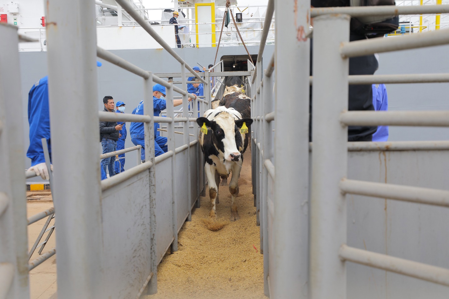 TH nhập khẩu thêm 2.000 bò sữa thuần chủng Holstein Friesian từ Mỹ - Ảnh 1.