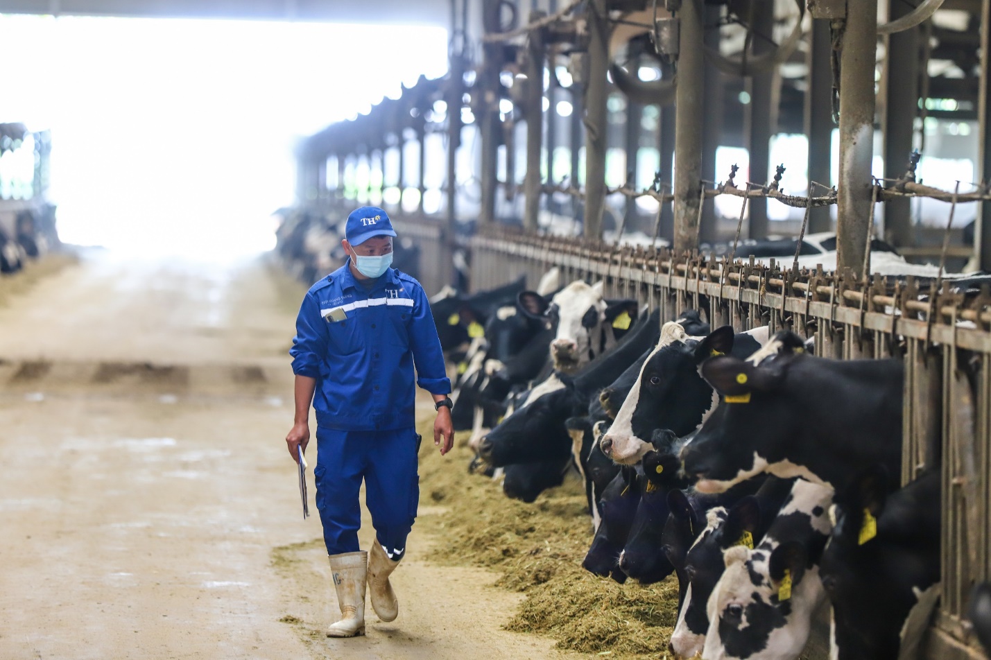 TH nhập khẩu thêm 2.000 bò sữa thuần chủng Holstein Friesian từ Mỹ - Ảnh 3.