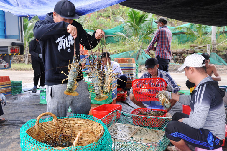 Tôm hùm &quot;đi máy bay&quot; tốn nhiều chi phí, Phú Yên mong muốn được xuất khẩu chính ngạch sang Trung Quốc - Ảnh 1.