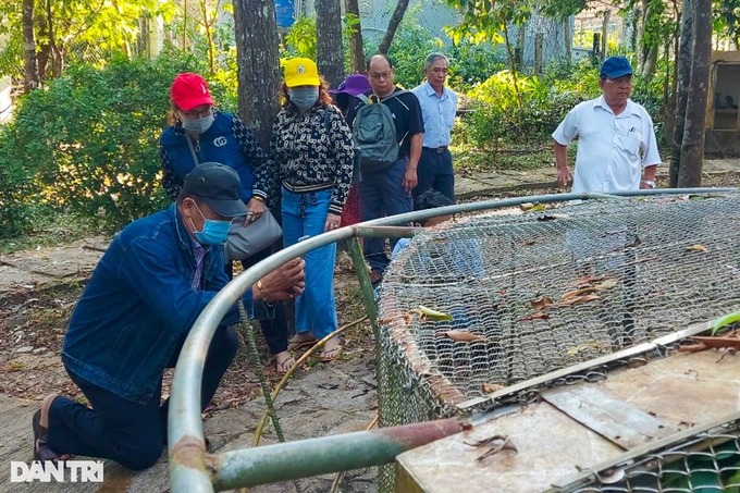 Cận cảnh rắn hổ chúa dài 4m, nặng 17kg ở Kiên Giang - Ảnh 6.