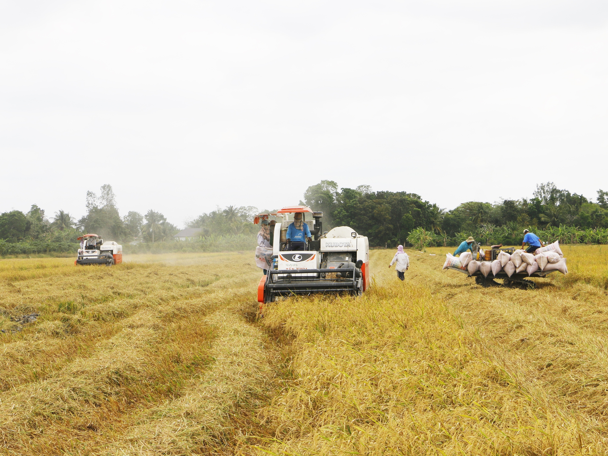 Một thương lái ở Kiên Giang tiết lộ mức lợi nhuận thực sự của người trồng lúa - Ảnh 1.
