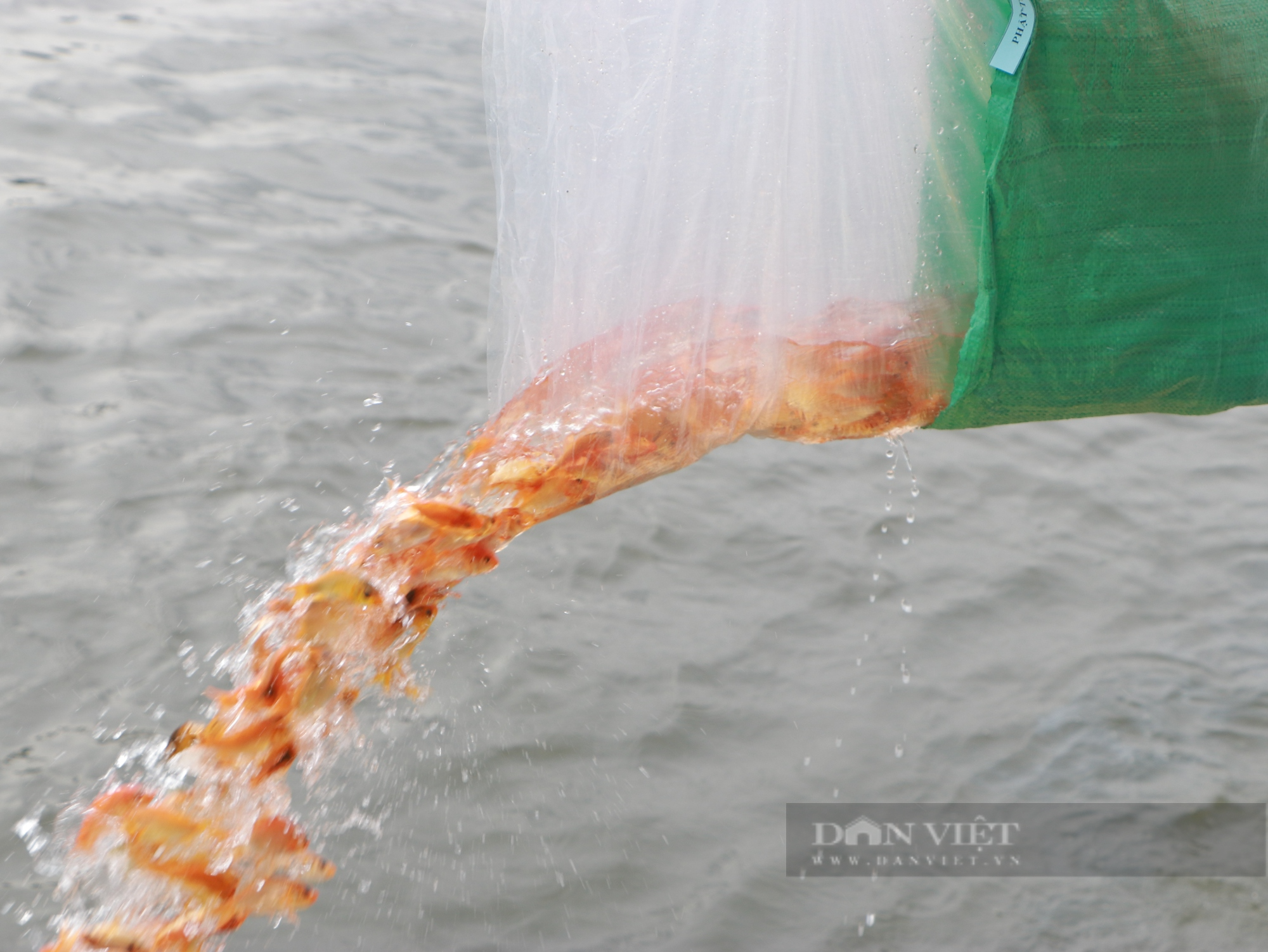 TP.HCM tổ chức thả hơn 300.000 cá giống xuống sông Sài Gòn - Ảnh 3.