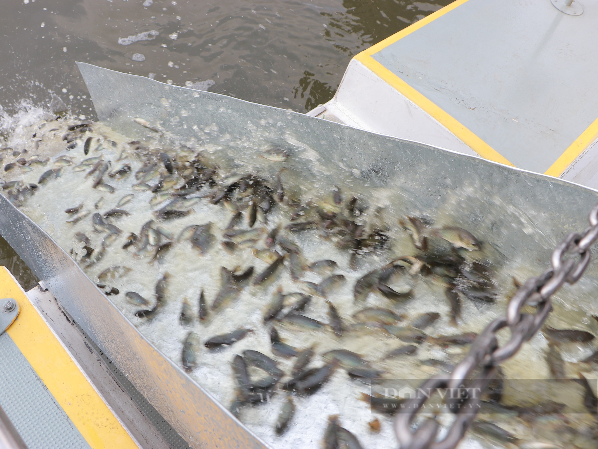 TP.HCM tổ chức thả hơn 300.000 cá giống xuống sông Sài Gòn - Ảnh 6.