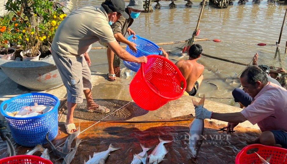 Nuôi loài cá đặc sản thịt thơm mùi lá dứa, nông dân vùng duyên hải này ai cũng giàu to - Ảnh 4.