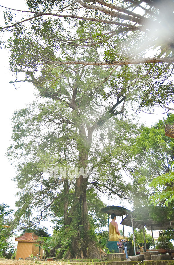 Một cây cổ thụ ở Phú Quốc của Kiên Giang thọ ngang tuổi &quot;ông Bành Tổ&quot;, xem trầm trồ, đó là cây gì? - Ảnh 2.
