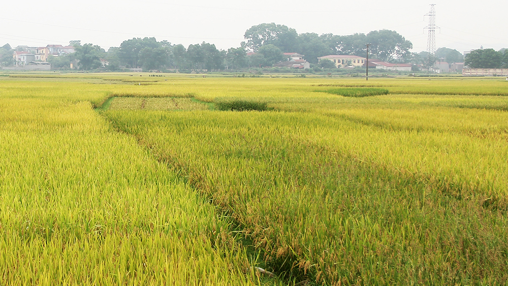 Bắc Giang ban hành quy định mới về thu, nộp tiền bảo vệ, phát triển đất trồng lúa - Ảnh 1.