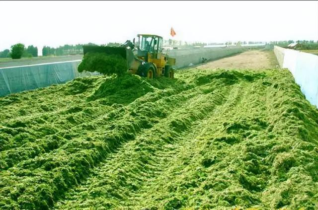 Thu hoạch lúa mì xanh: thực trạng mới của nông nghiệp Trung Quốc - Ảnh 1.
