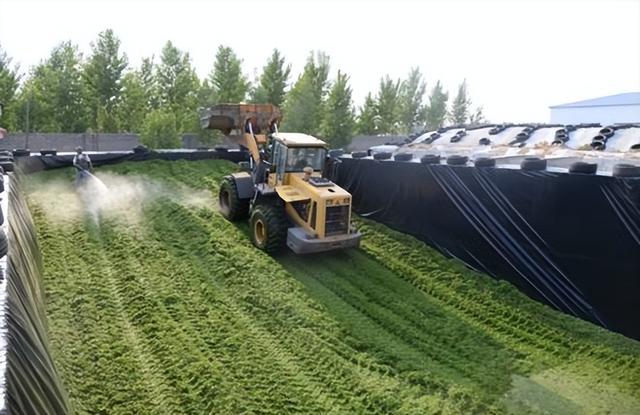 Thu hoạch lúa mì xanh: thực trạng mới của nông nghiệp Trung Quốc - Ảnh 4.