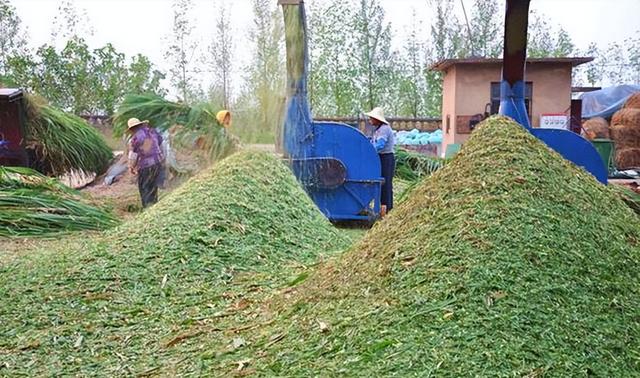 Thu hoạch lúa mì xanh: thực trạng mới của nông nghiệp Trung Quốc - Ảnh 2.