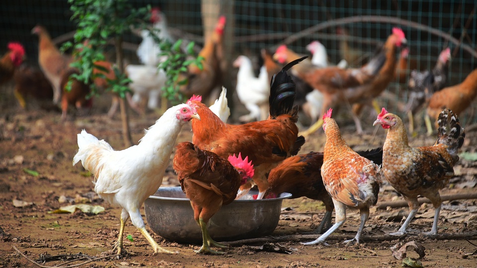 Bị kết án tù vì hù dọa 1.100 con gà của hàng xóm đến chết - Ảnh 1.