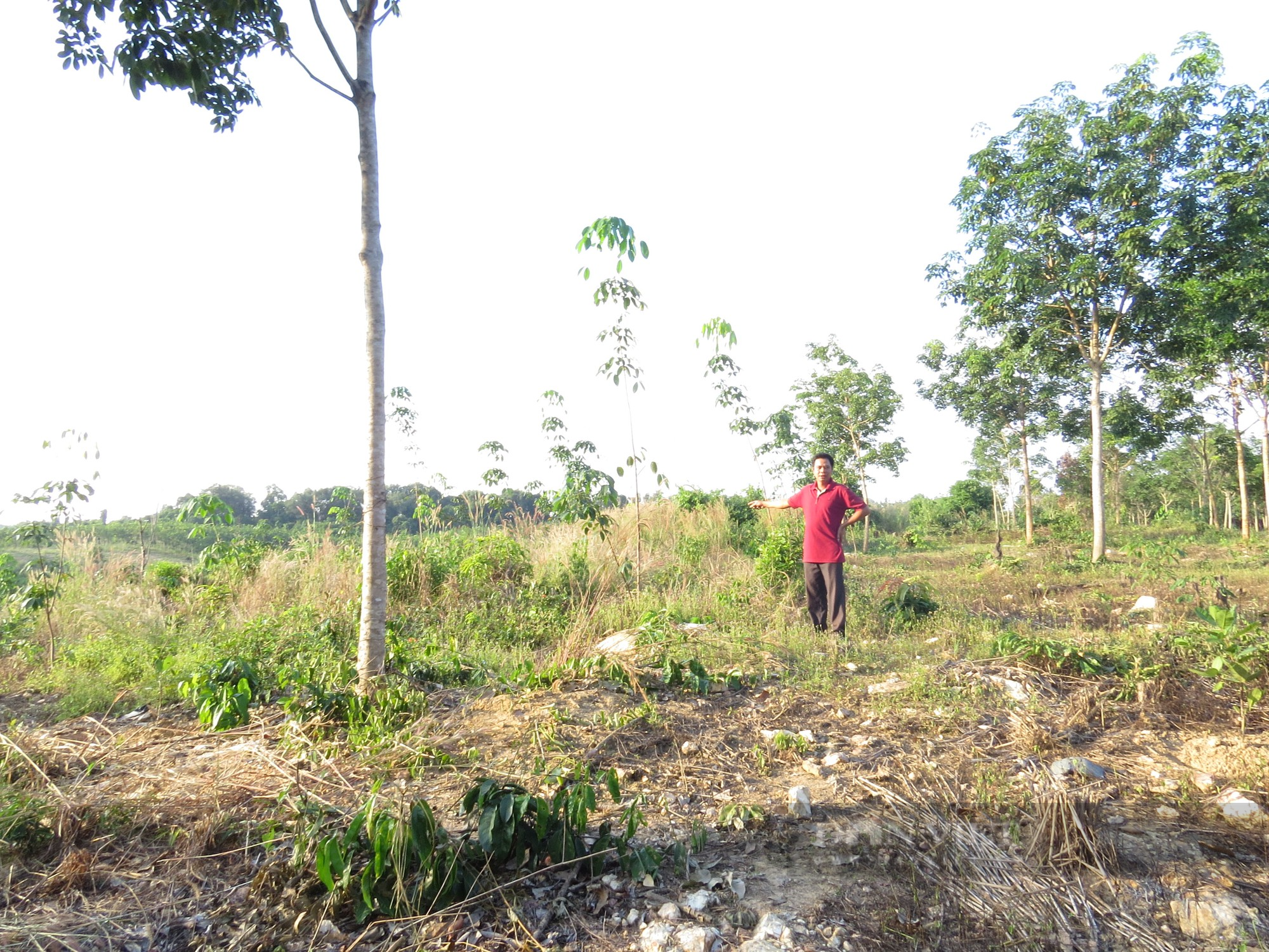 Tập đoàn công nghiệp cao su Việt Nam: Hơn 11.000ha đất trồng cao su bị lấn, chiếm và tranh chấp - Ảnh 1.