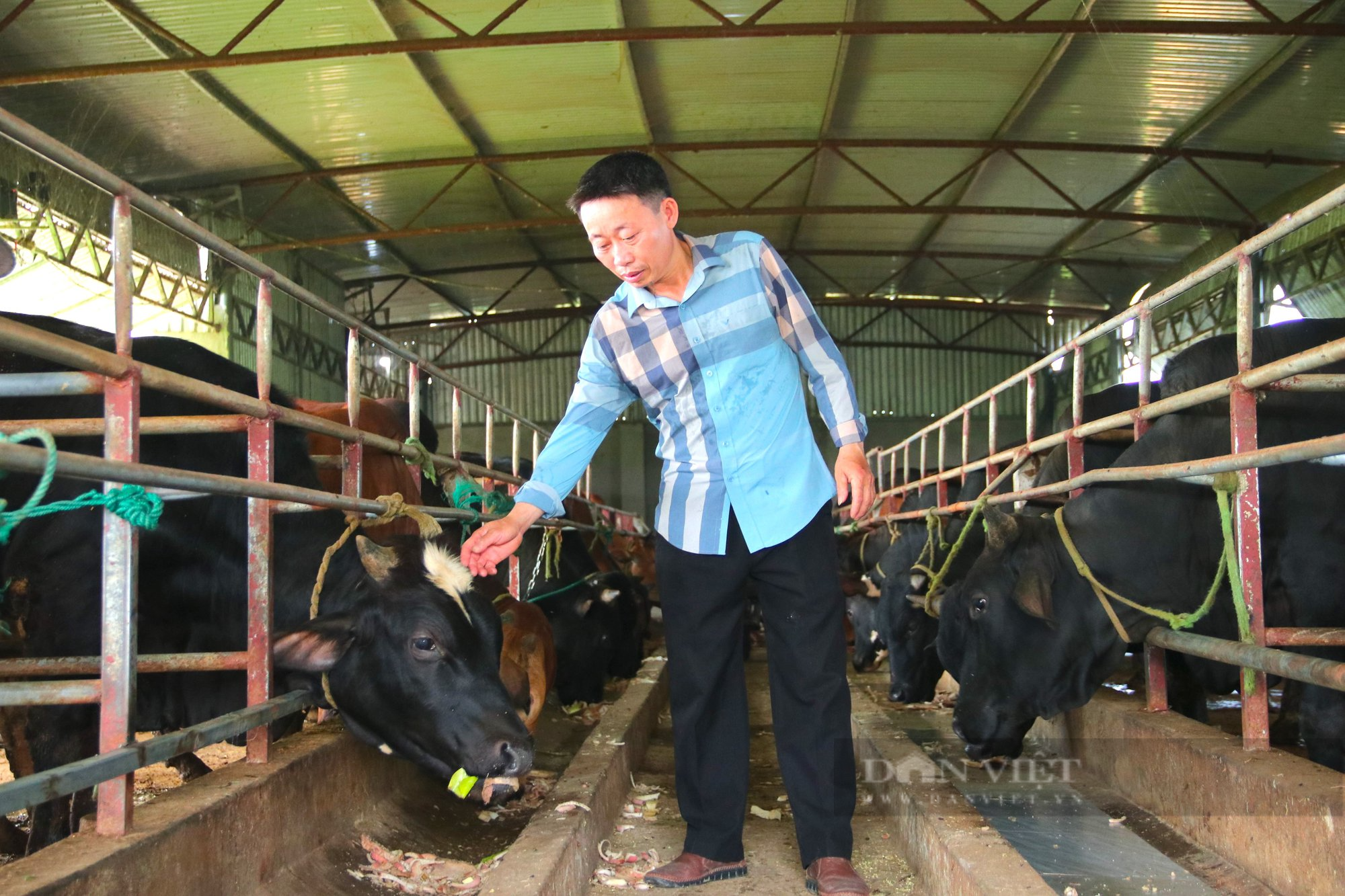 Hà Tĩnh: Biến đất nông nghiệp trũng, kém hiệu quả thành mô hình nuôi bò 3B &quot;khổng lồ&quot; công nghệ cao - Ảnh 2.
