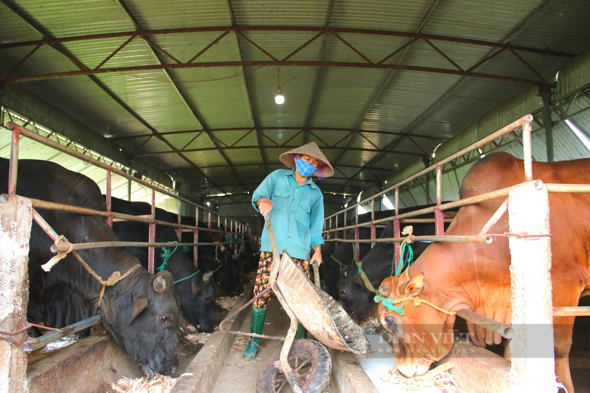 Hà Tĩnh: Biến đất nông nghiệp trũng, kém hiệu quả thành mô hình nuôi bò 3B &quot;khổng lồ&quot; công nghệ cao - Ảnh 5.