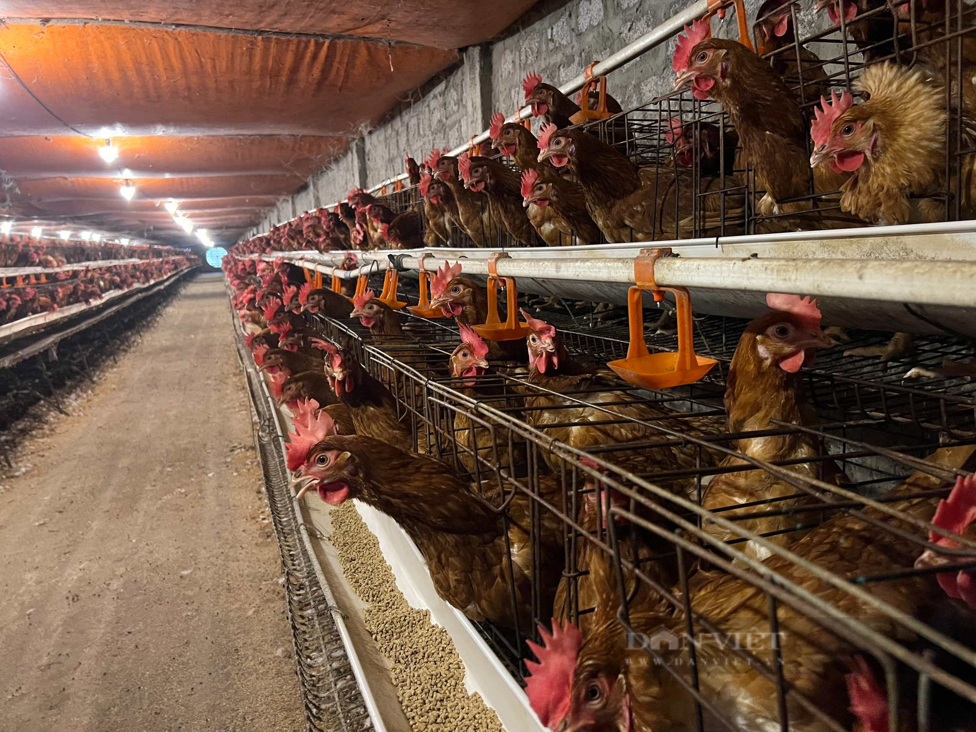 Từ 500 con gà đẻ, sau hơn 10 năm anh nông dân ở Thanh Hóa nhặt hơn 18.000 quả trứng/ngày - Ảnh 1.