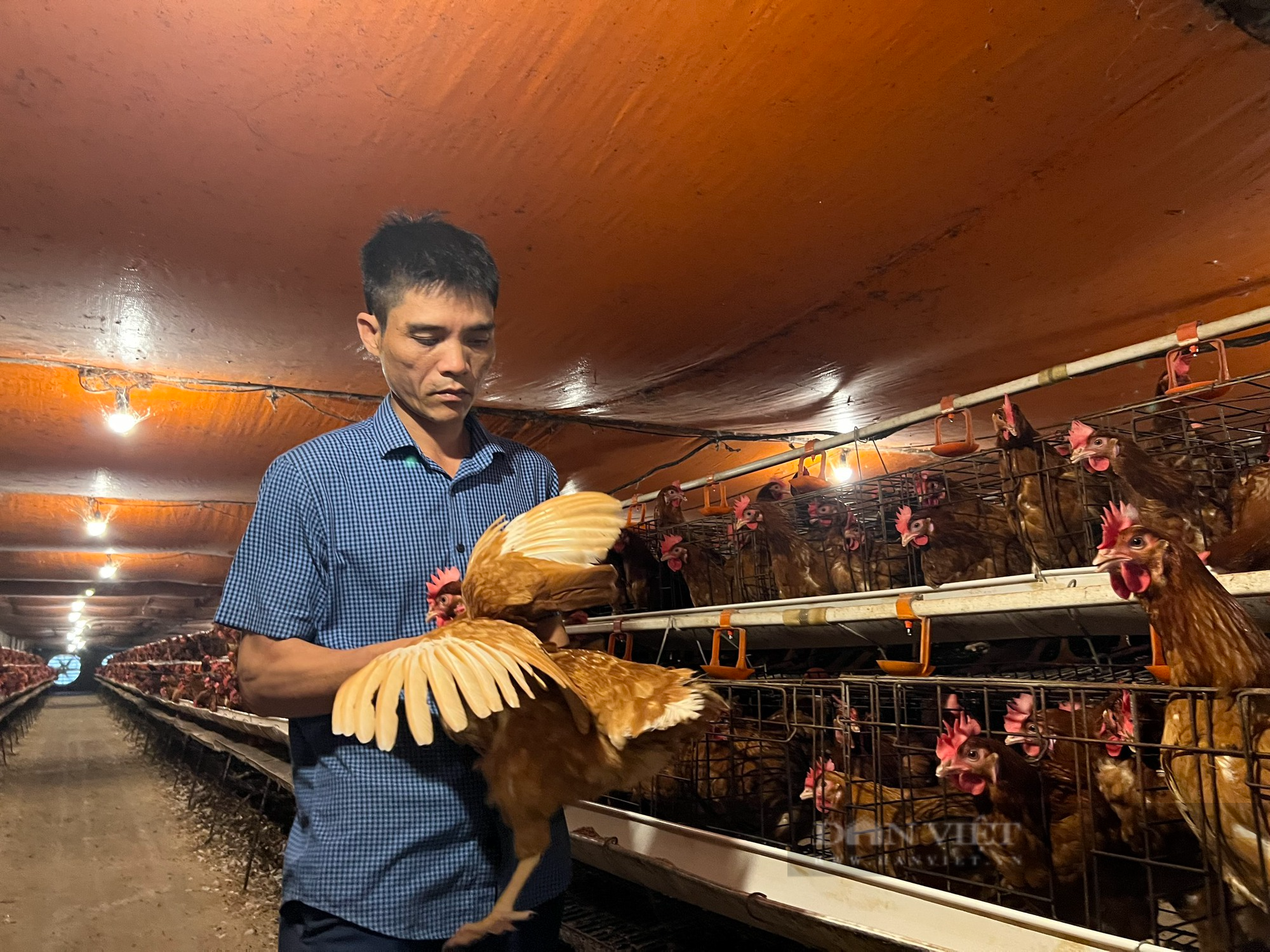 Từ 500 con gà đẻ, sau hơn 10 năm anh nông dân ở Thanh Hóa nhặt hơn 18.000 quả trứng/ngày - Ảnh 2.