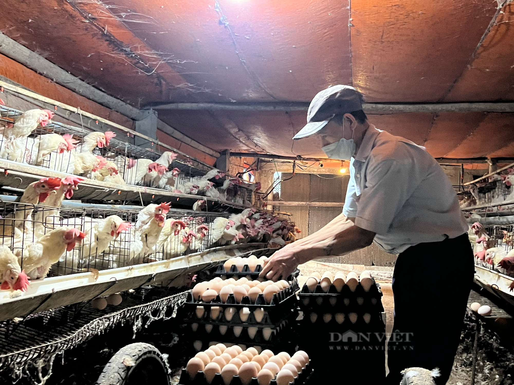 Từ 500 con gà đẻ, sau hơn 10 năm anh nông dân ở Thanh Hóa nhặt hơn 18.000 quả trứng/ngày - Ảnh 3.
