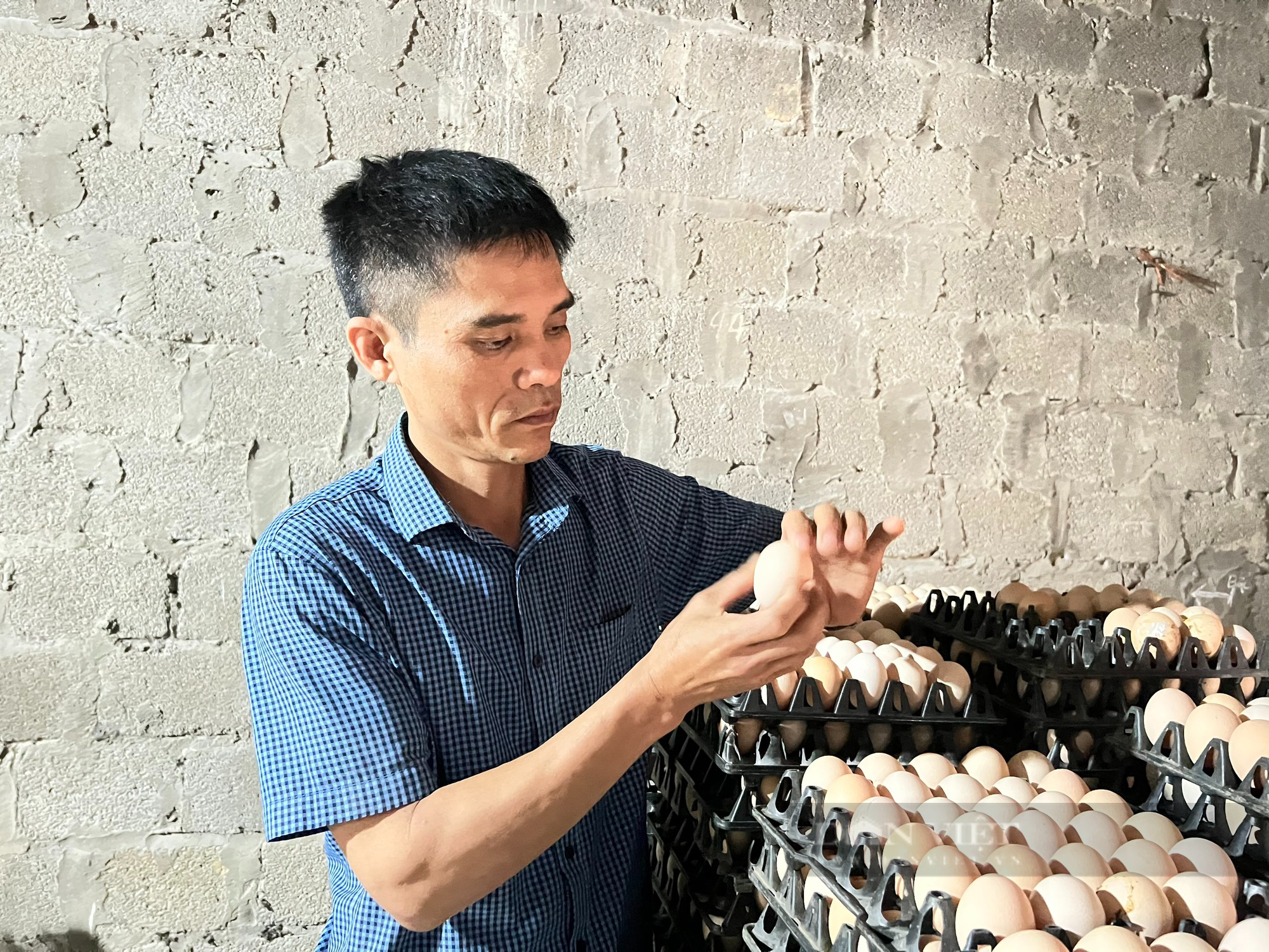 Từ 500 con gà đẻ, sau hơn 10 năm anh nông dân ở Thanh Hóa nhặt hơn 18.000 quả trứng/ngày - Ảnh 4.