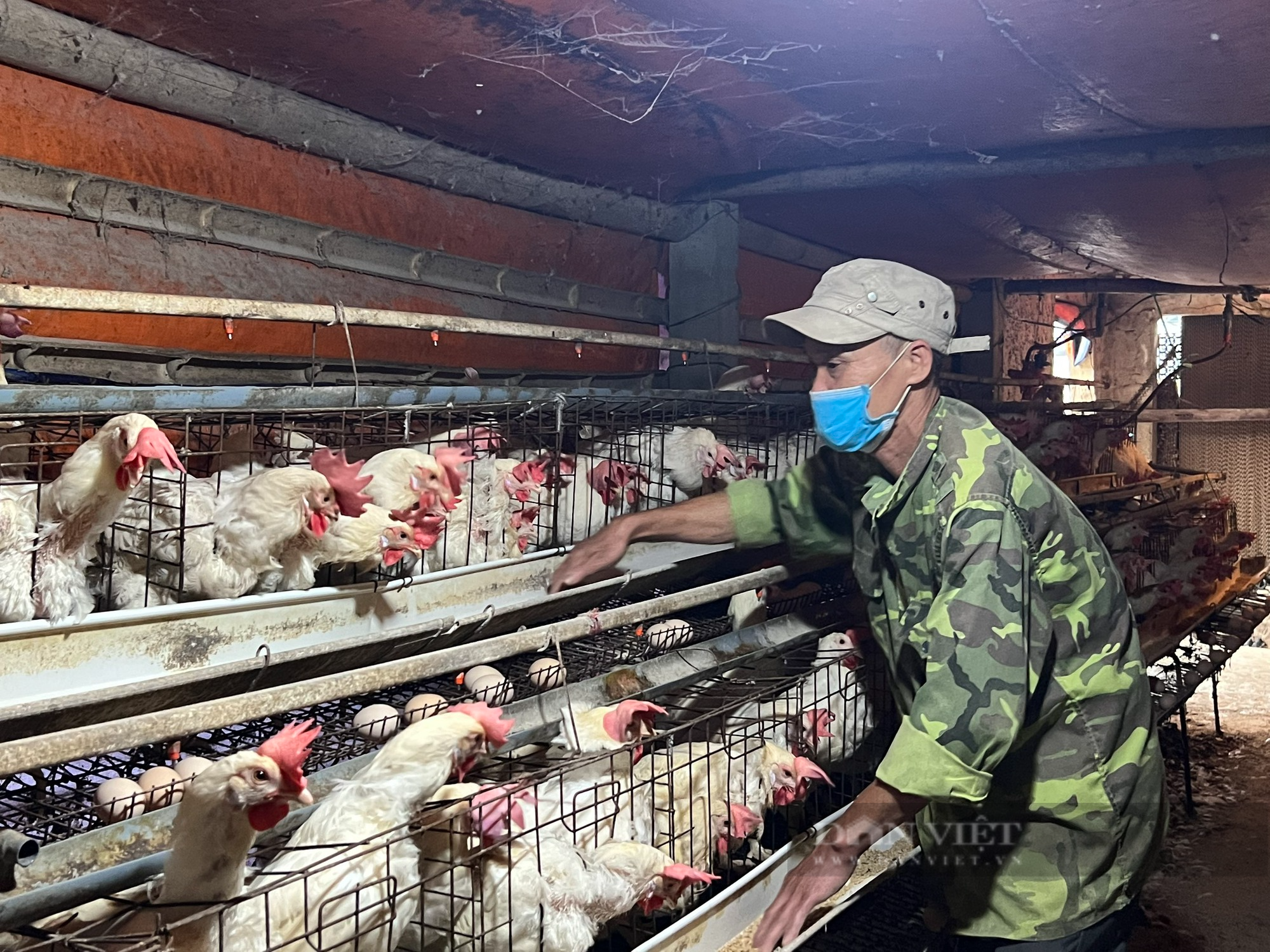 Từ 500 con gà đẻ, sau hơn 10 năm anh nông dân ở Thanh Hóa nhặt hơn 18.000 quả trứng/ngày - Ảnh 5.