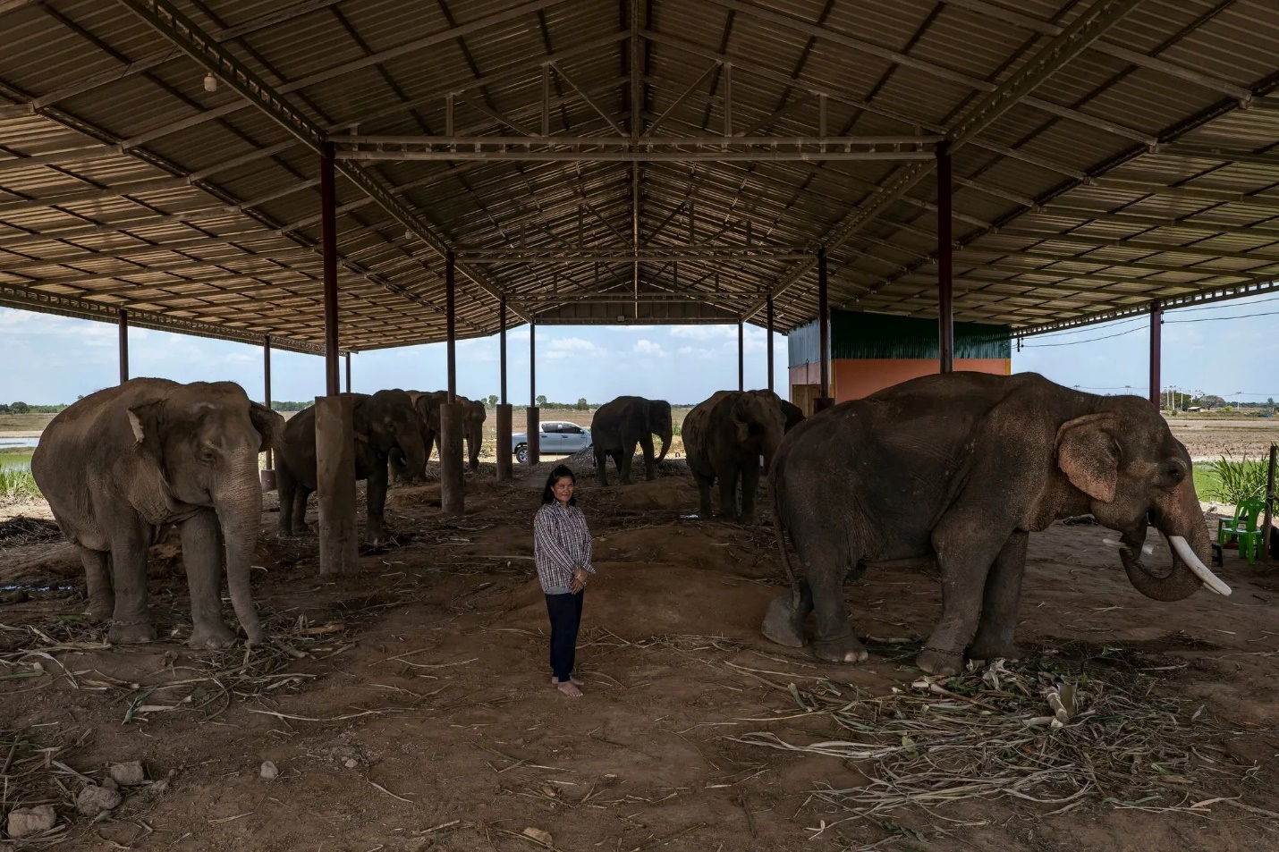 Đàn voi ở Thái Lan lâm cảnh thất nghiệp và đói ăn vì vắng khách du lịch - Ảnh 1.