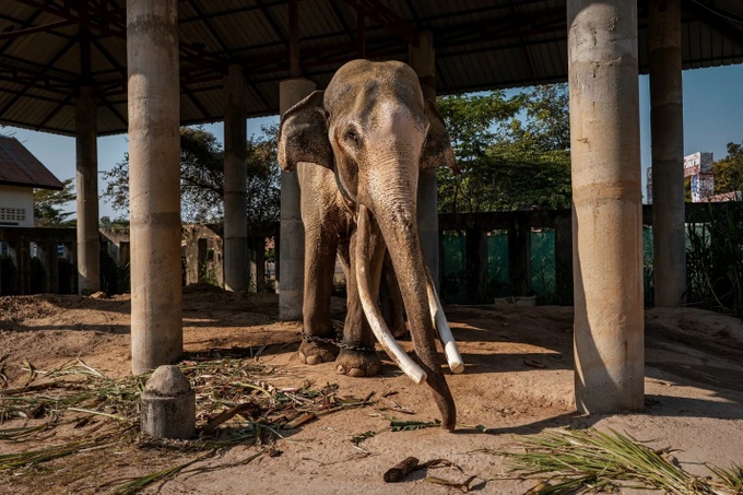 Đàn voi ở Thái Lan lâm cảnh thất nghiệp và đói ăn vì vắng khách du lịch - Ảnh 2.