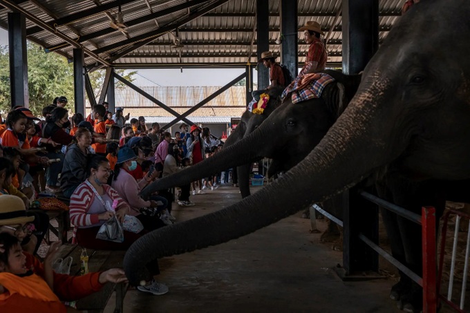 Đàn voi ở Thái Lan lâm cảnh thất nghiệp và đói ăn vì vắng khách du lịch - Ảnh 3.