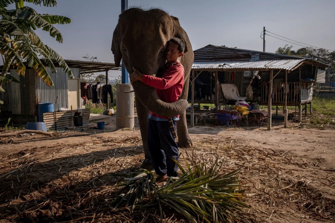 Đàn voi ở Thái Lan lâm cảnh thất nghiệp và đói ăn vì vắng khách du lịch - Ảnh 4.