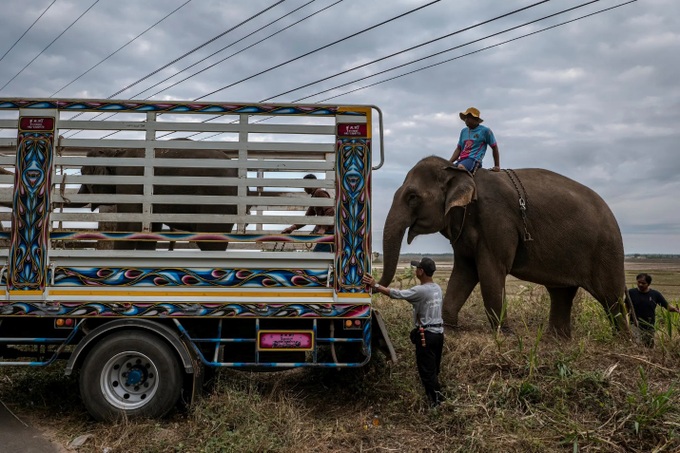Đàn voi ở Thái Lan lâm cảnh thất nghiệp và đói ăn vì vắng khách du lịch - Ảnh 5.