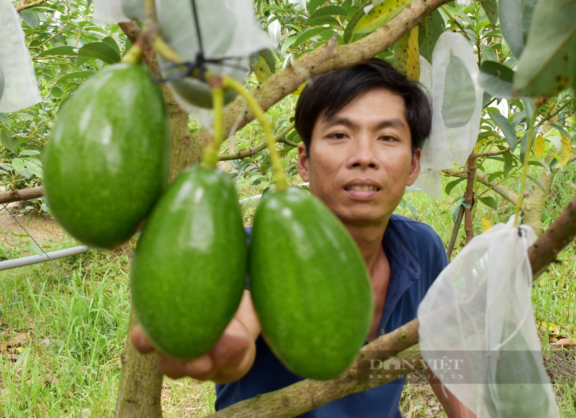 Loại trái cây có tác dụng thần thánh với sắc đẹp phụ nữ đang được toàn cầu săn lùng, Việt Nam trồng rất nhiều - Ảnh 1.