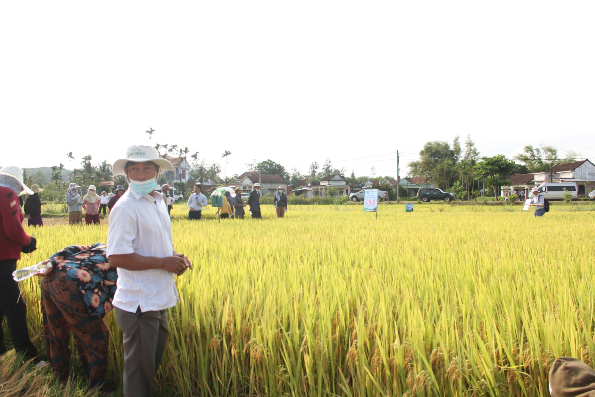 Quảng Ngãi: Bộ giống lúa của Vinaseed tạo điều kỳ diệu trên vùng “đất khó” - Ảnh 4.