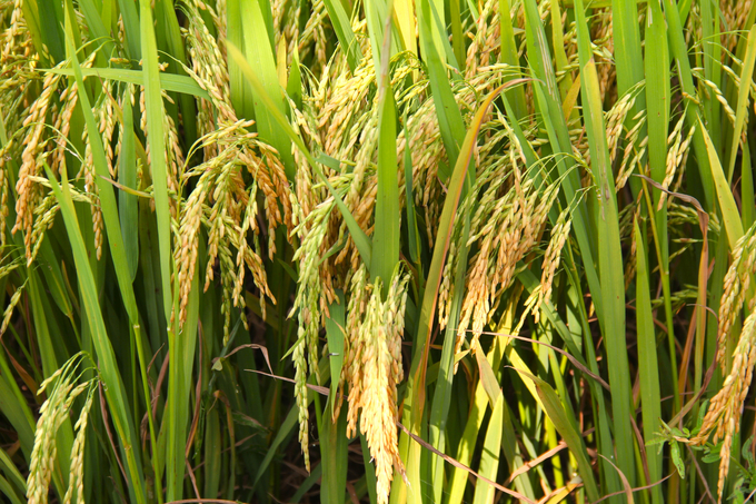 Quảng Ngãi: Bộ giống lúa của Vinaseed tạo điều kỳ diệu trên vùng “đất khó” - Ảnh 3.