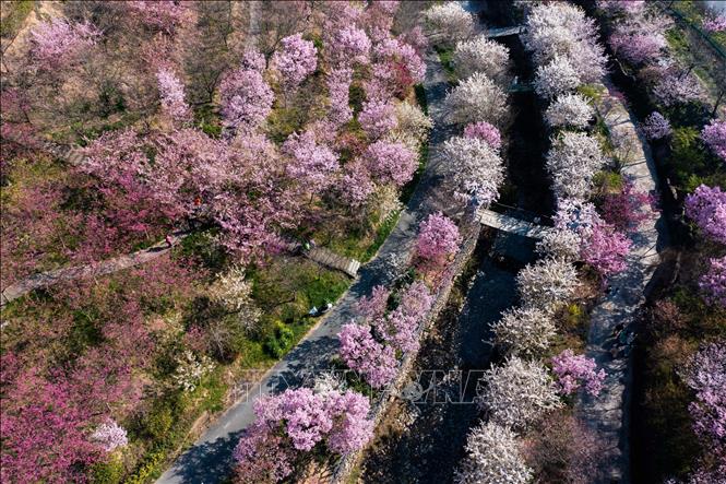 Nhìn từ trên cao, loài hoa màu hồng trắng đẹp mê ly ở Trung Quốc - Ảnh 2.