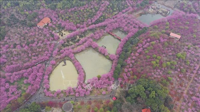 Nhìn từ trên cao, loài hoa màu hồng trắng đẹp mê ly ở Trung Quốc - Ảnh 4.