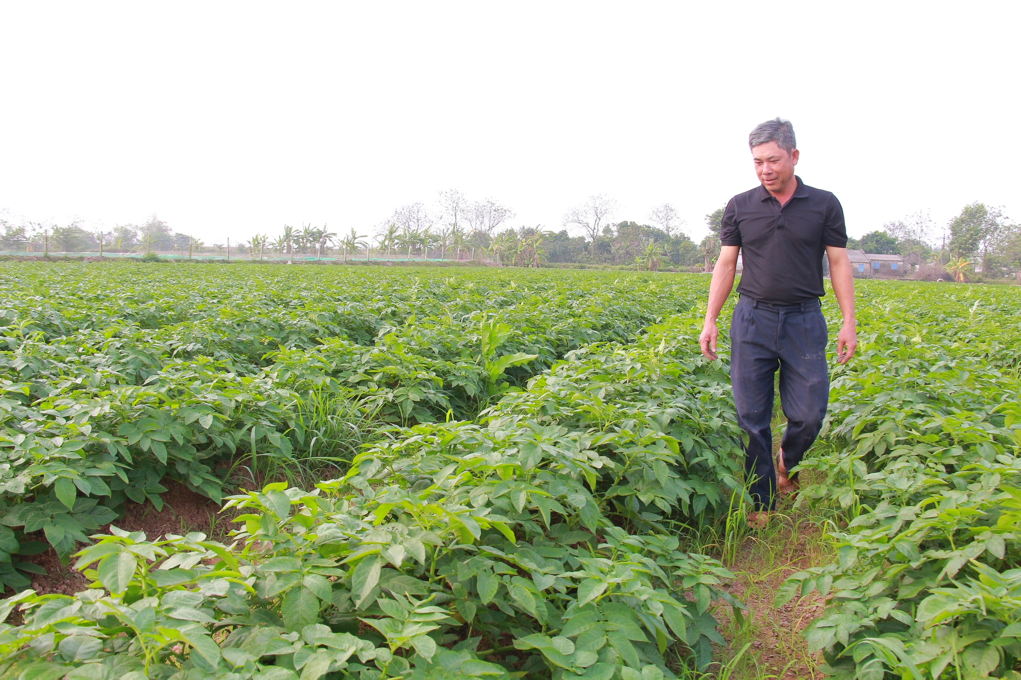 Anh nông dân quê Nam Định làm giàu từ &quot;cánh đồng mẫu lớn&quot;, được Thủ tướng tặng Bằng khen - Ảnh 2.