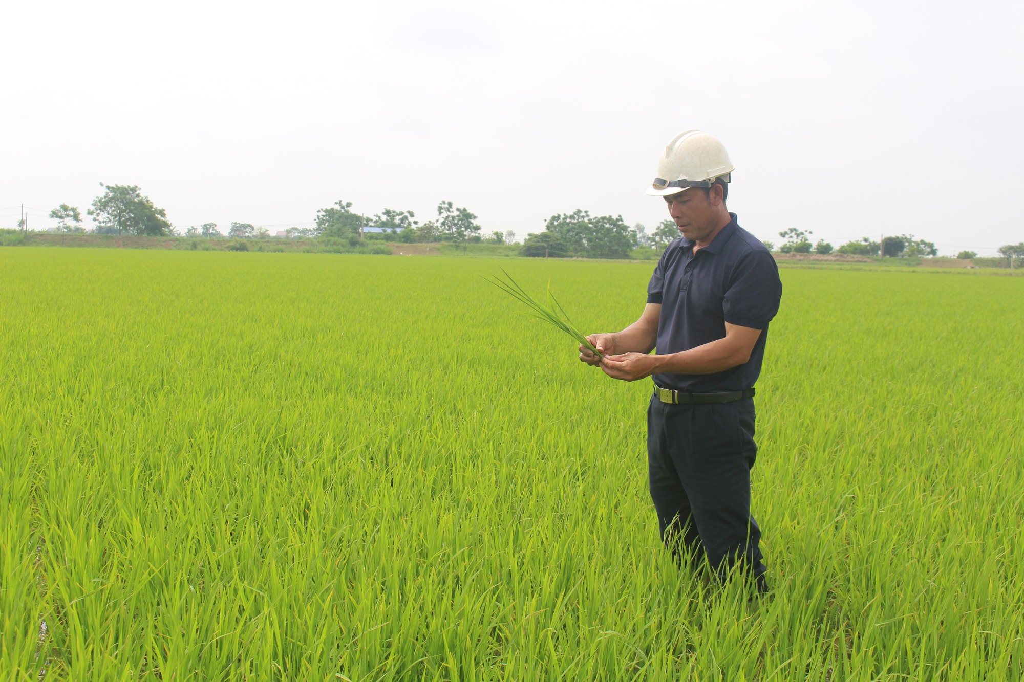Anh nông dân quê Nam Định làm giàu từ &quot;cánh đồng mẫu lớn&quot;, được Thủ tướng tặng Bằng khen - Ảnh 4.