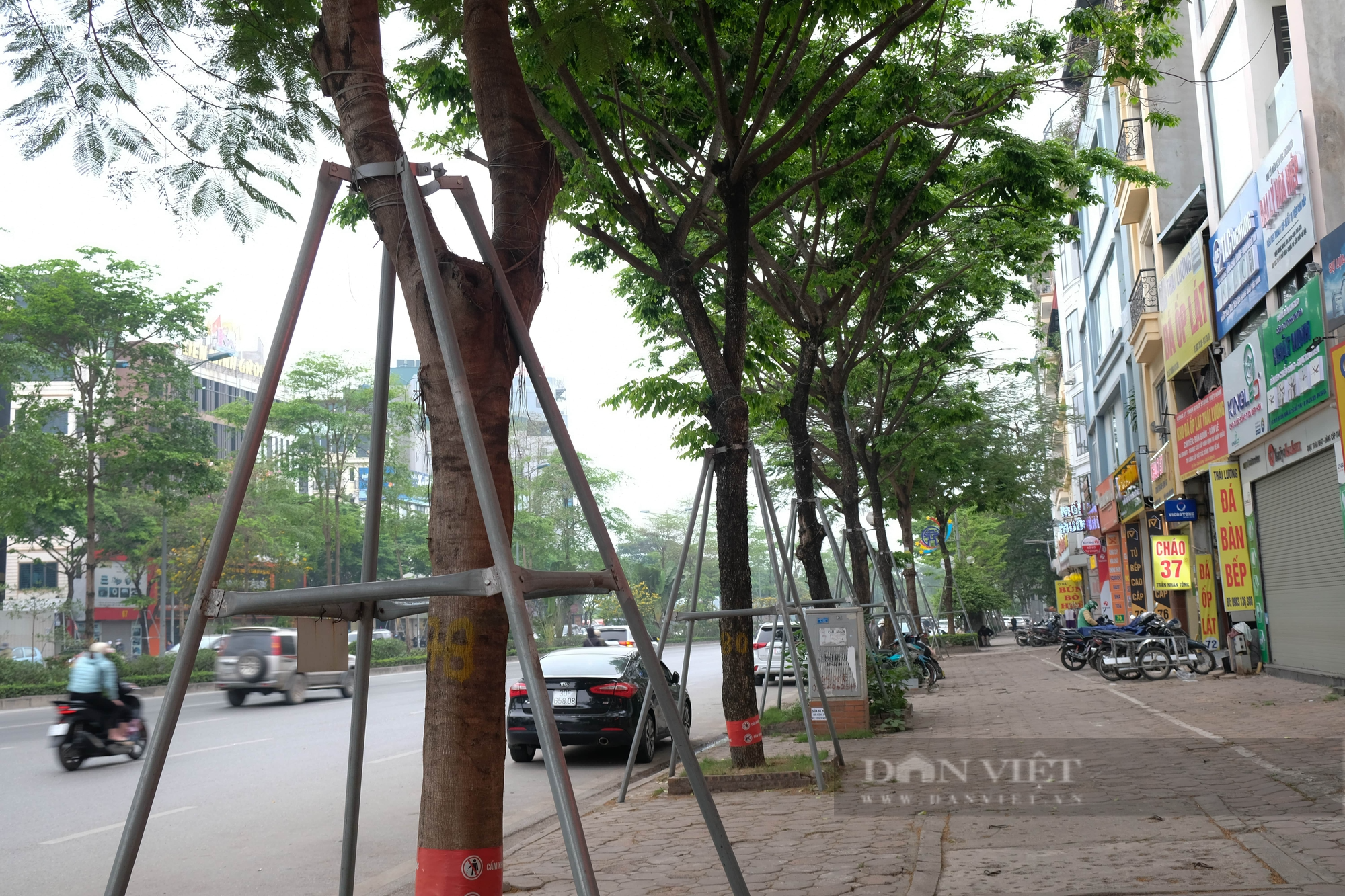 Hàng loạt cây xanh bị &quot;siết cổ&quot; bởi gông sắt trên đường phố Hà Nội - Ảnh 1.
