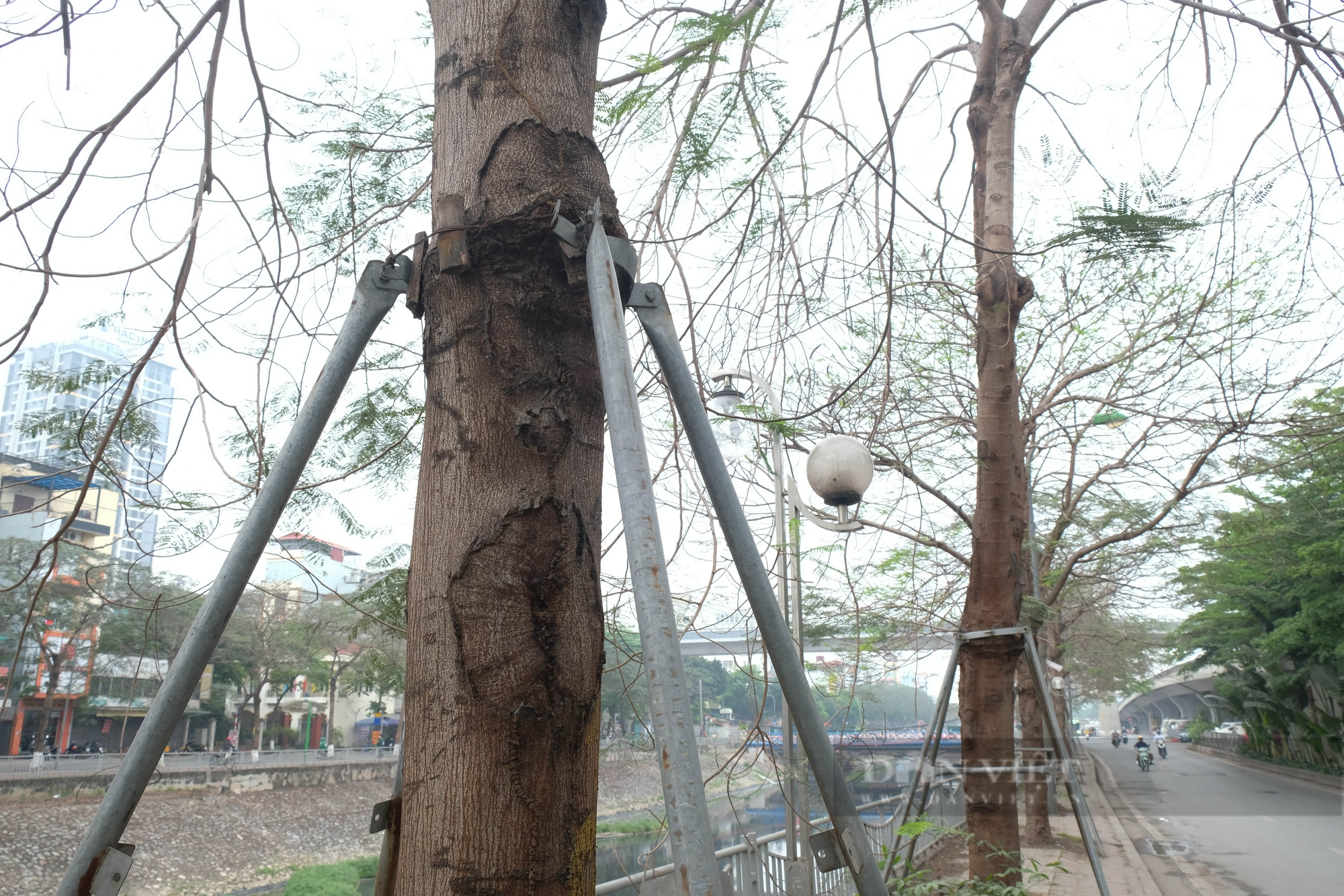 Hàng loạt cây xanh bị &quot;siết cổ&quot; bởi gông sắt trên đường phố Hà Nội - Ảnh 4.