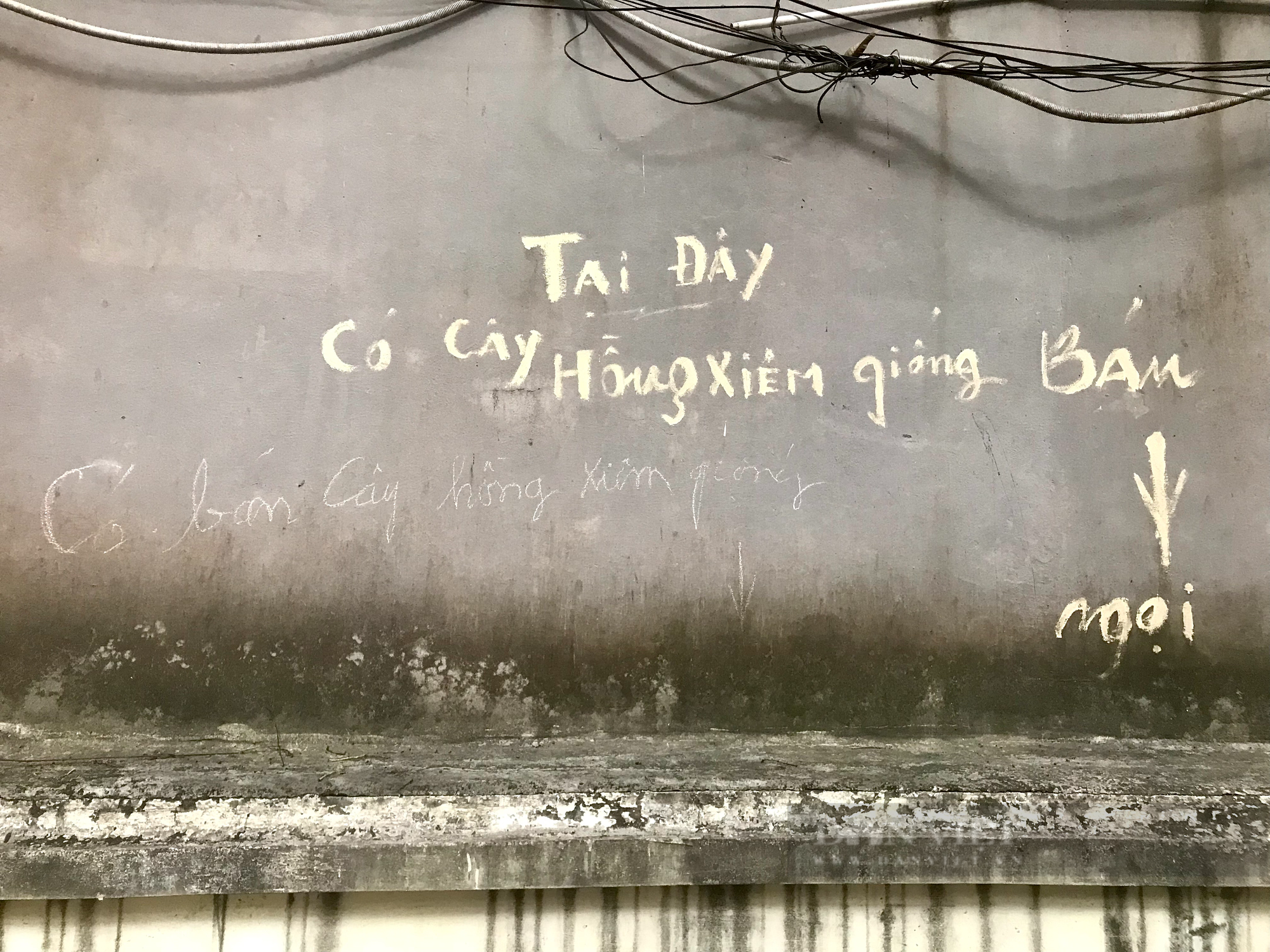 Bí quyết chiết giống hồng xiêm Xuân Đỉnh &quot;10 cành ưng ý cả 10&quot; của nghệ nhân 90 tuổi ở Xuân Đỉnh - Ảnh 3.