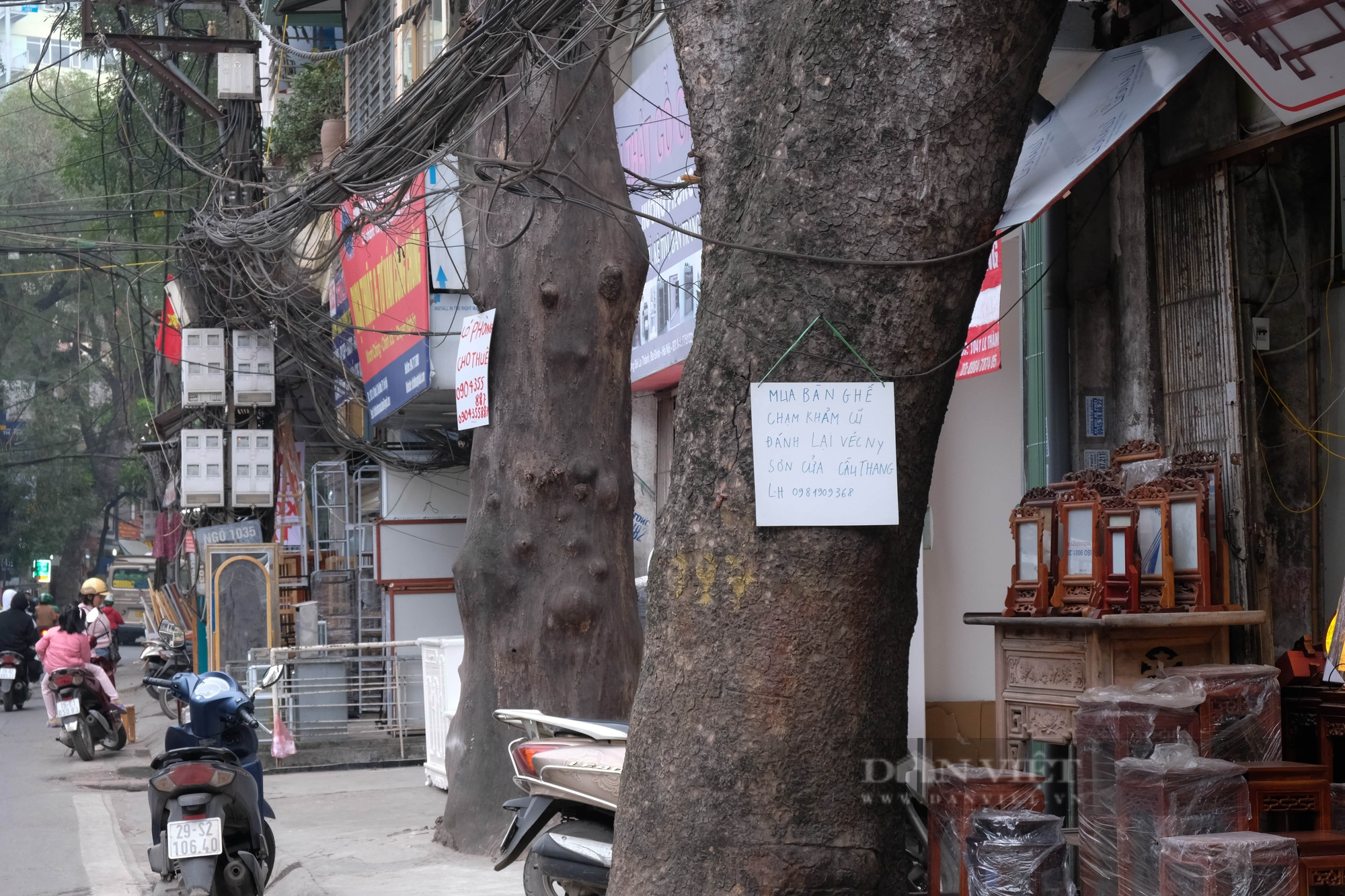 Quận Ba Đình: Hàng loạt cây xanh bị đóng đinh để treo bảng hiệu - Ảnh 1.
