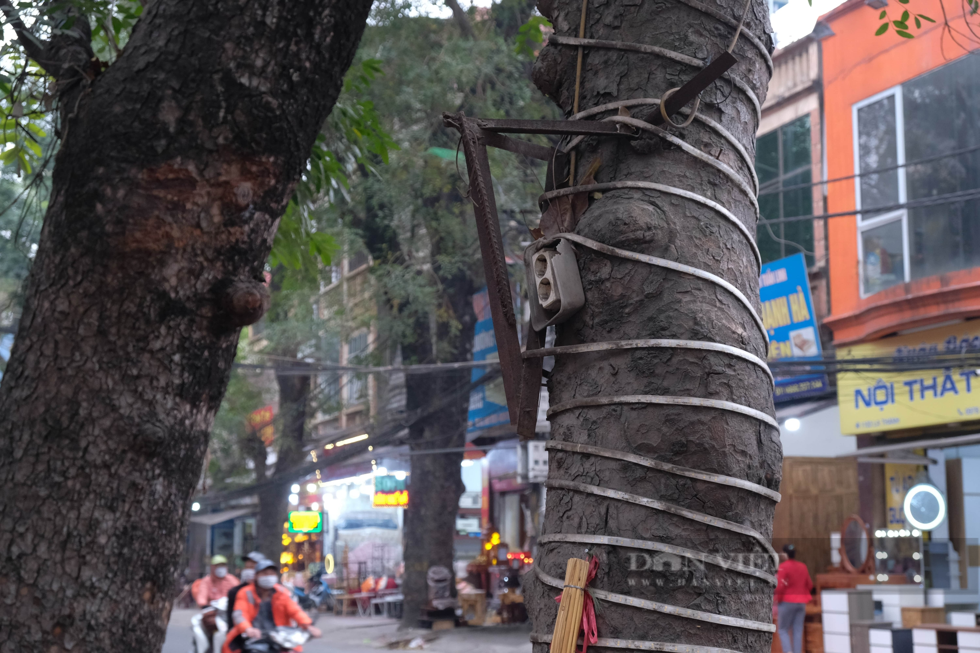 Quận Ba Đình: Hàng loạt cây xanh bị đóng đinh để treo bảng hiệu - Ảnh 2.