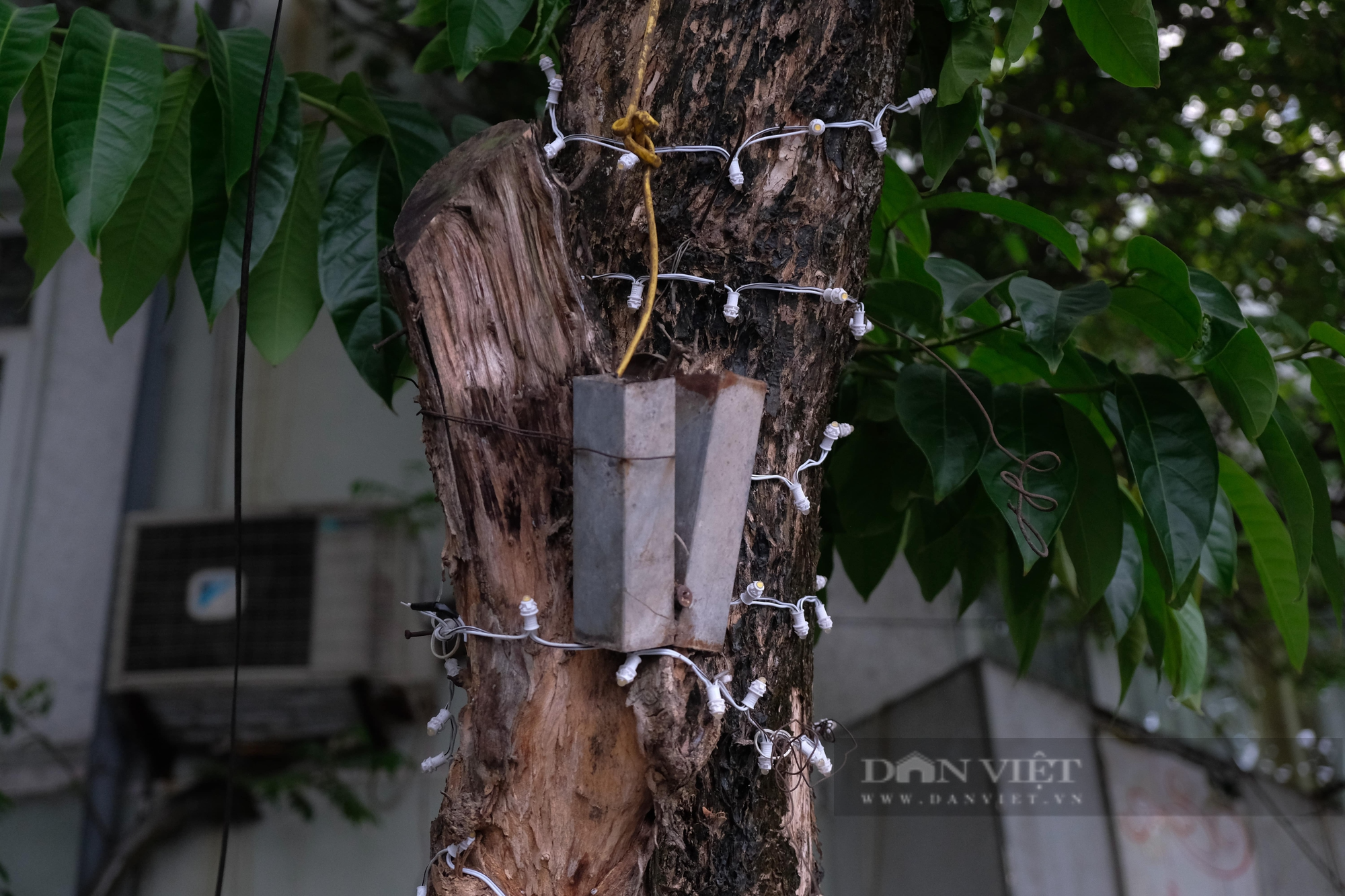 Quận Ba Đình: Hàng loạt cây xanh bị đóng đinh để treo bảng hiệu - Ảnh 6.