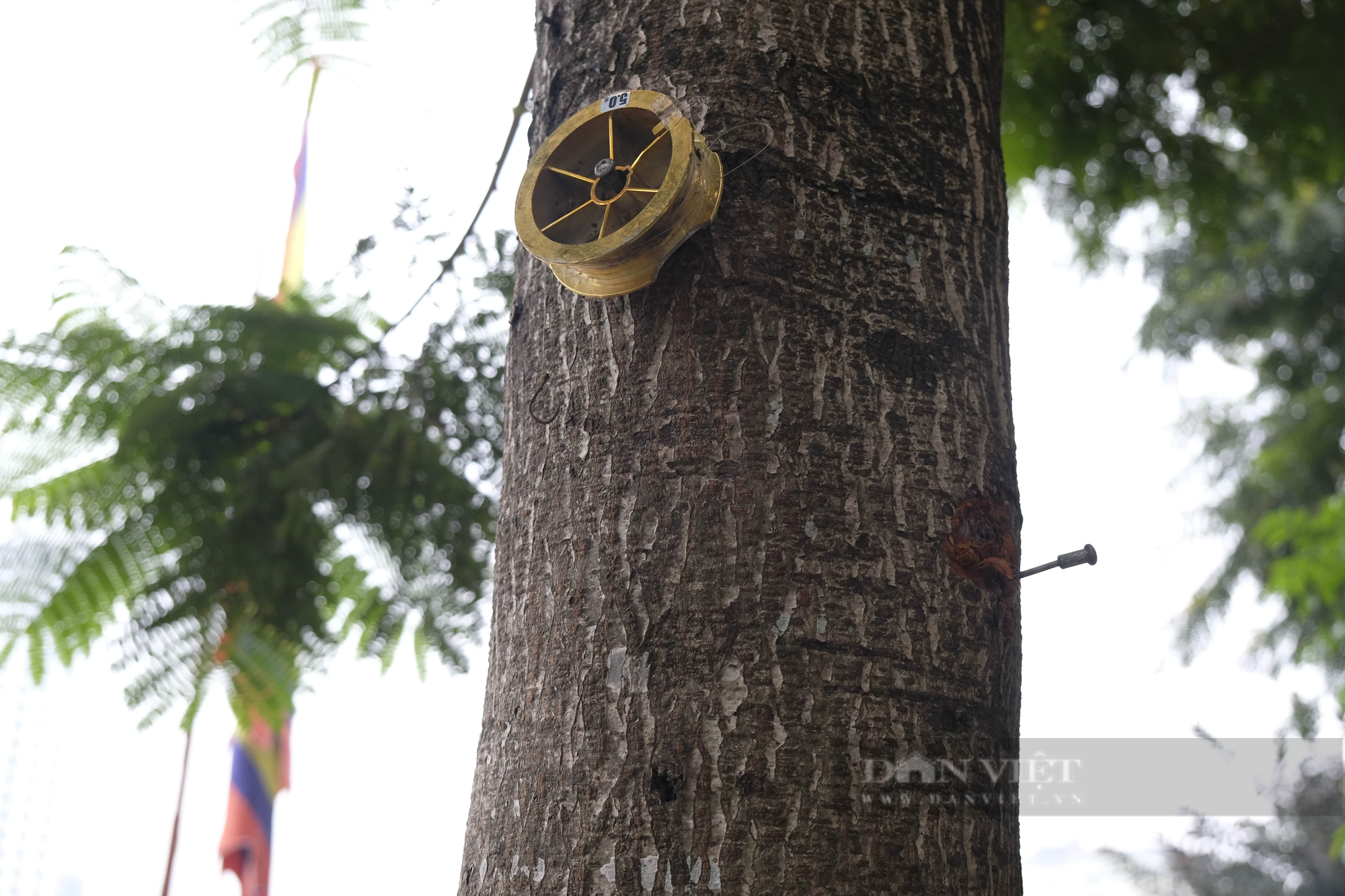 Quận Ba Đình: Hàng loạt cây xanh bị đóng đinh để treo bảng hiệu - Ảnh 8.